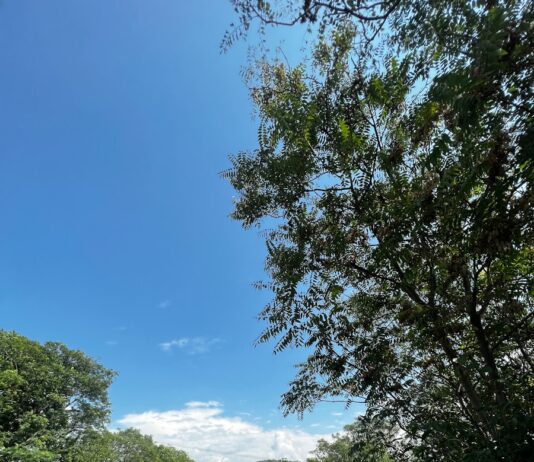 평소보다 더 피곤한 하루, 이유는 따로 있어요 a grassy field with trees and mountains in the background