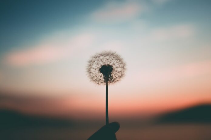 Photo by Aleksandr Ledogorov person holding dandelion flower