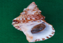 8월의 멸종위기 야생생물로 ‘나팔고둥’ 선정