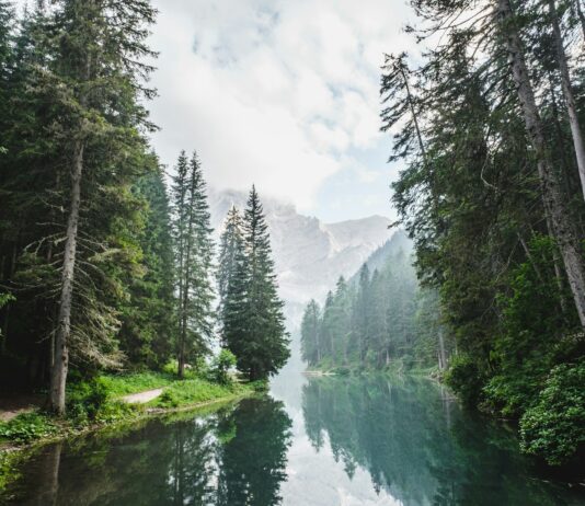 스트레스 관리의 핵심, 마음 챙김으로 일상에 균형을 찾다 body of water surrounded by pine trees during daytime