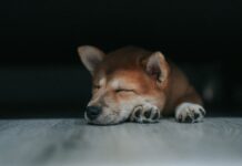 수면의 질, 건강의 열쇠…‘꿀잠’ 자는 습관이 중요하다 a dog lying on a bed