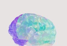 2030 뇌건강 트렌드, “웰에이징 시대 뇌도 관리가 필요하다” a close up of a plastic model of a human brain