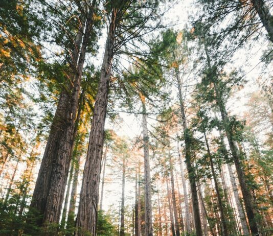 하루 10분 ‘마음 챙김 명상’, 바쁜 한국인의 새로운 건강 습관으로 떠오르다 woman walking near plants and tall trees during daytime