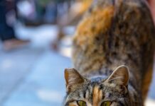 바쁜 직장인, 건강은 놓치지 말자… 요즘 뜨는 ‘마이크로 루틴’ 실천법 주목 A tabby cat stretches its front paws forward.