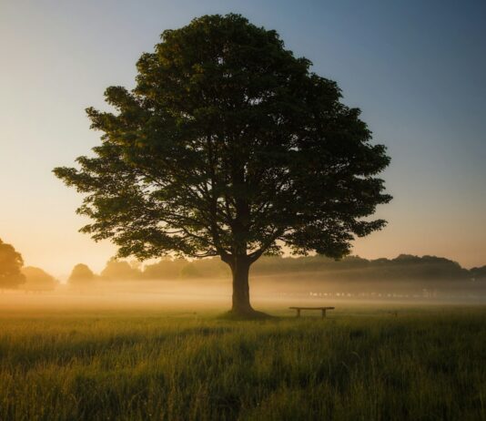 일상 속 ‘마음 챙김’ 실천, 현대인 스트레스 해소법으로 주목 green leafed tree surrounded by fog during daytime